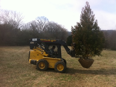 Planting a tree